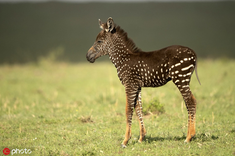 Khác với các đồng loại của mình, con ngựa này có rất ít vằn đồng thời sở hữu nhiều chấm màu trắng trên cơ thể nâu đen. Nếu gọi đúng, nó phải là một con ngựa đốm, không phải là ngựa vằn.