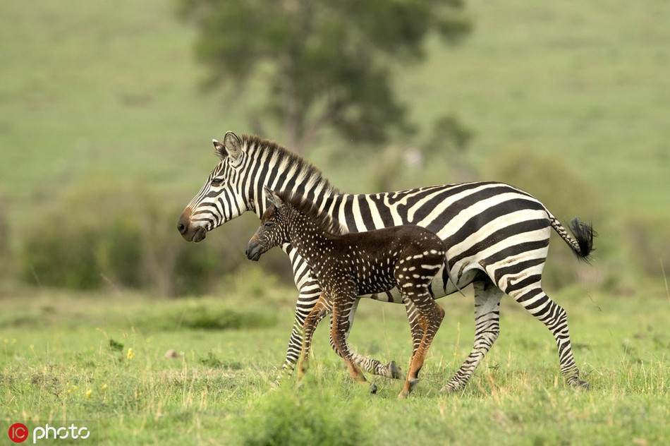 Thời điểm được hướng dẫn viên Antony Tira phát hiện, con ngựa vằn con đang kiếm ăn cùng mẹ mình. Dễ dàng nhận ra, con ngựa vằn này còn rất nhỏ, mới sinh chưa được bao lâu, vẫn còn đang bú mẹ.