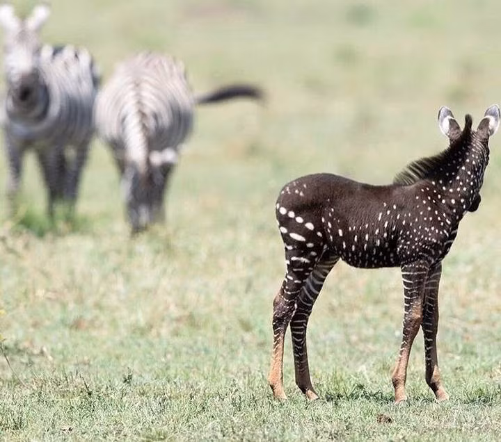 Theo Antony Tira, con ngựa vằn đột biến chỉ mới được khoảng một tuần tuổi, khá yếu ớt và rất khác biệt. Từ sau khi hình ảnh ngựa vằn đột biến thành ngựa đốm quý hiếm xuất hiện, khu bảo tồn quốc gia Massai Mara đã tiếp đón thêm rất nhiều khách du lịch đến xem và chụp ảnh.