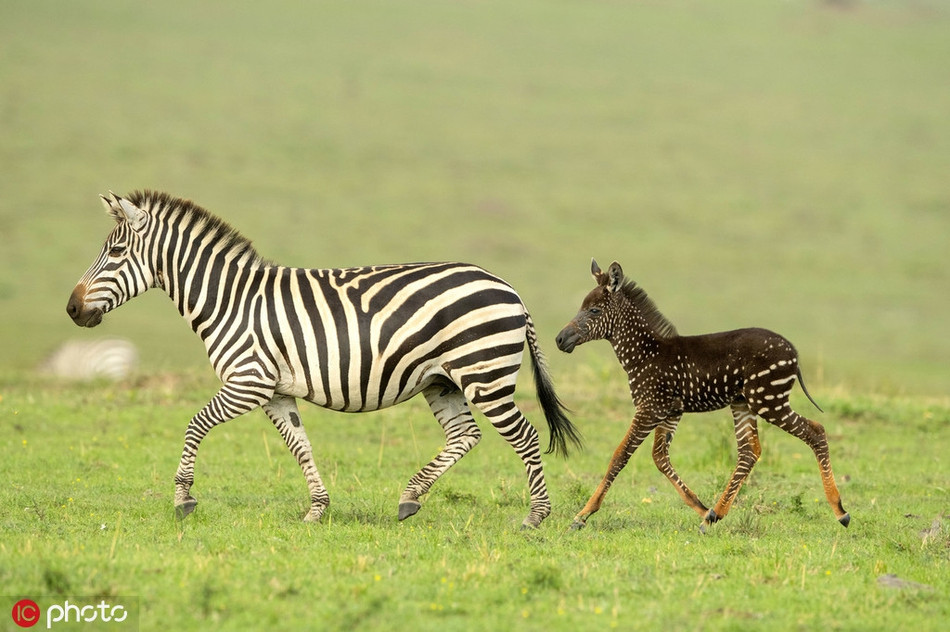 Thế nhưng, khi quan sát kỹ hơn, Antony nhận ra, đây là một con ngựa vằn đột biến gen, hay chính xác là đột biến dạng rối loạn sắc tố da.