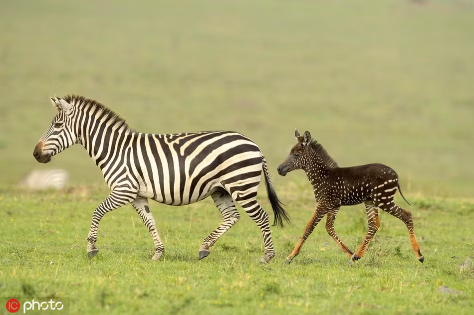 Thế nhưng, khi quan sát kỹ hơn, Antony nhận ra, đây là một con ngựa vằn đột biến gen, hay chính xác là đột biến dạng rối loạn sắc tố da.