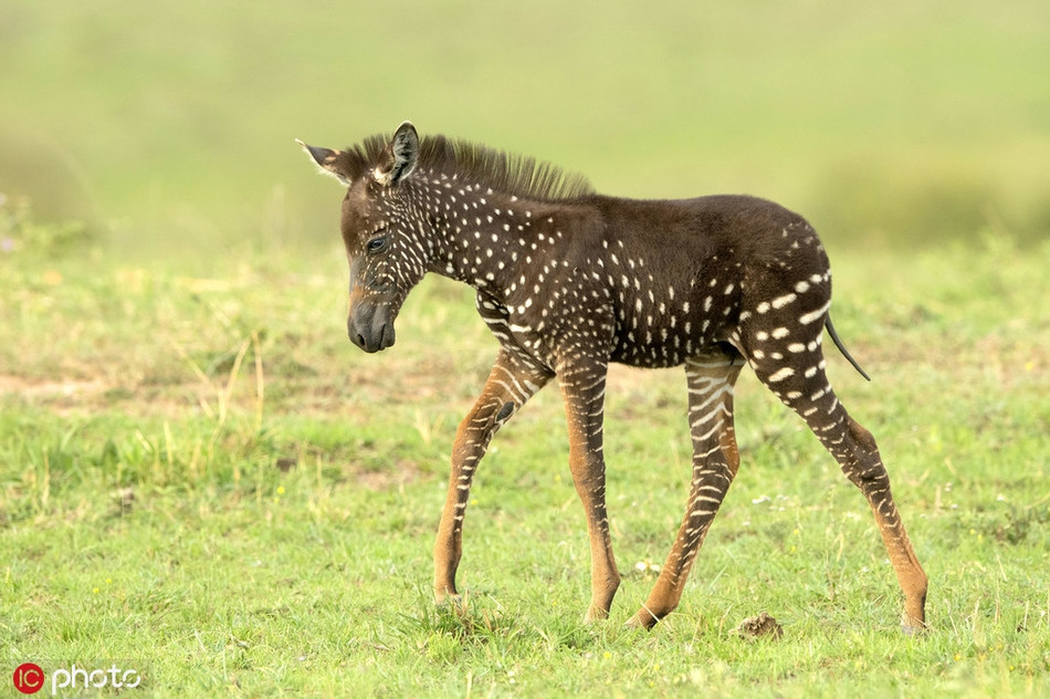 Theo Antony, ban đầu khi mới nhìn thấy con ngựa bất thường này, anh chỉ nghĩ rằng, rất có thể màu sắc của con ngựa do nhân viên khu bảo tồn vẽ lên để thu hút du khách.