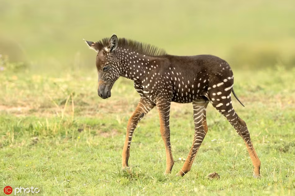 Theo Antony, ban đầu khi mới nhìn thấy con ngựa bất thường này, anh chỉ nghĩ rằng, rất có thể màu sắc của con ngựa do nhân viên khu bảo tồn vẽ lên để thu hút du khách.
