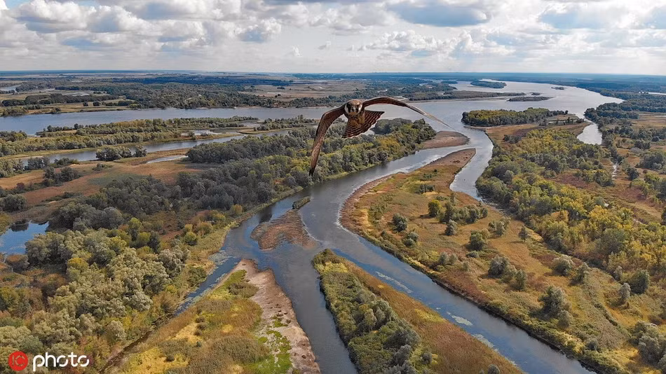 Chim ung phan ung bat ngo lan dau dung do flycam-Hinh-2