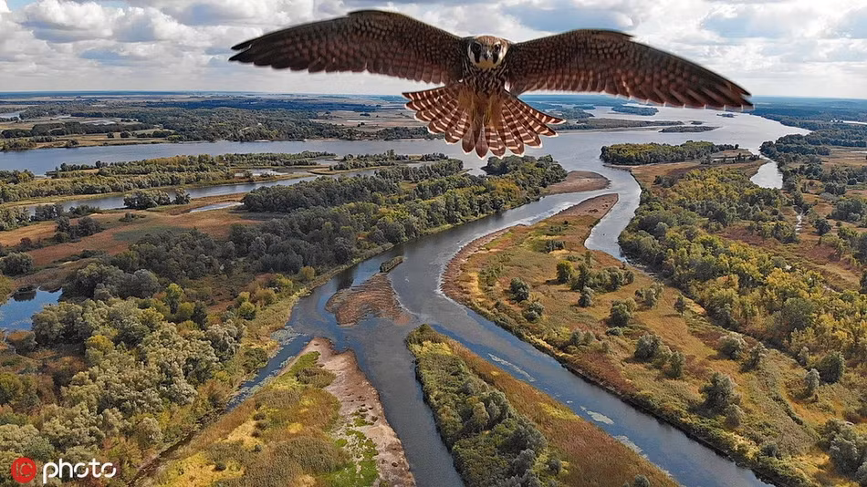 Chim ưng phản ứng bất ngờ lần đầu đụng độ flycam Chim ung phan ung bat ngo lan dau dung do flycam