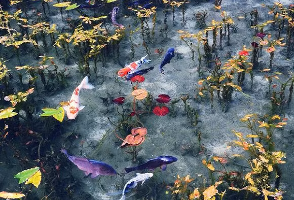 Ngay mùa thu năm sau, ao Monet đã đón lượng khách du lịch cực lớn. Mỗi ngày có tới hơn 30.000 lượt khách tới tham quan. Hình ảnh của ao thường xuyên xuất hiện trên các tạp chí du lịch nước này.