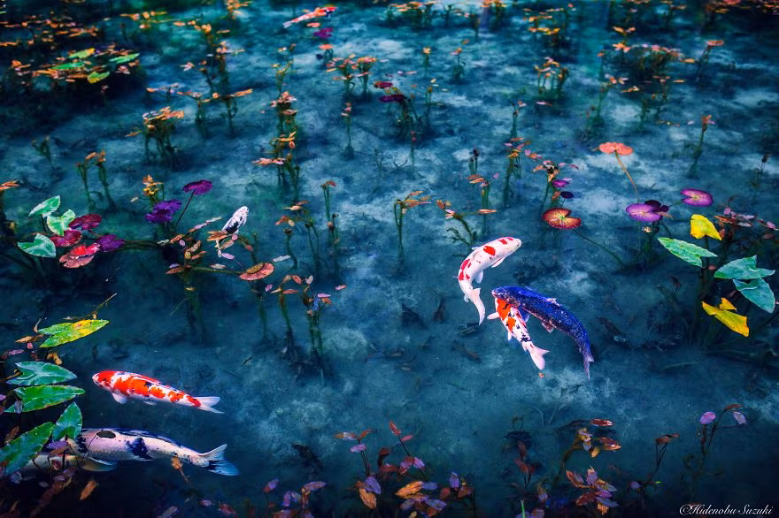 Vào tháng 11 đến đầu tháng 12, nước nguyên sơ ở ao Monet phản chiếu vẻ đẹp hoàn hảo của lá vàng mùa thu rụng từ những cây phong mọc xung quanh.