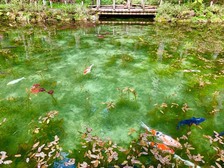 Trước đó, nơi đây vẫn là cái ao không tên tuổi, chẳng ai nghĩ rằng nó lại trở thành một trong những điểm đến đặc biệt hấp dẫn tại xứ sở hoa anh đào.