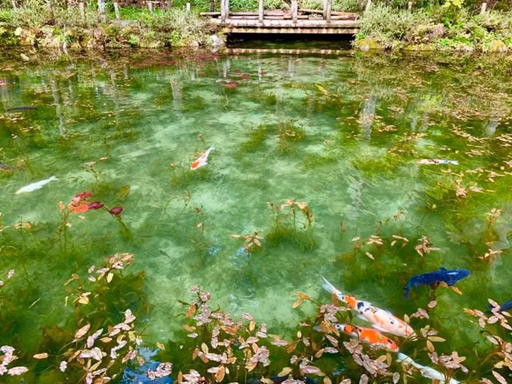Trước đó, nơi đây vẫn là cái ao không tên tuổi, chẳng ai nghĩ rằng nó lại trở thành một trong những điểm đến đặc biệt hấp dẫn tại xứ sở hoa anh đào.