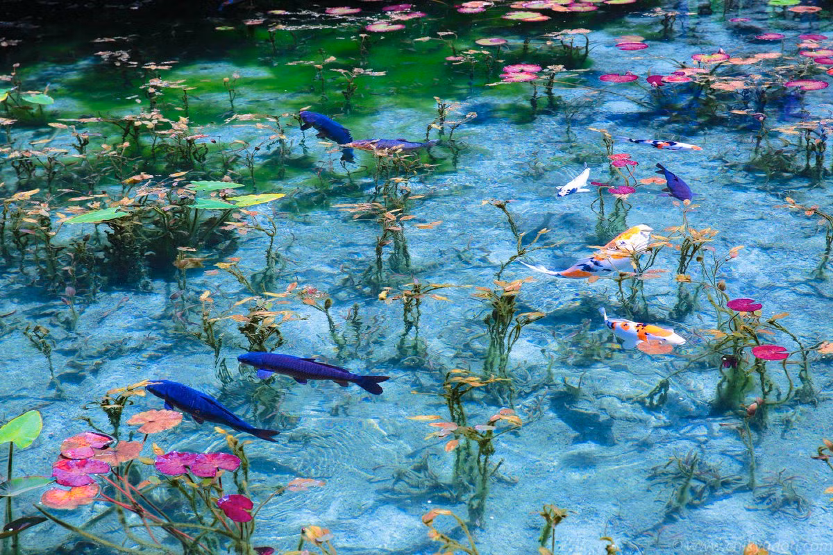 Ví như hoa súng nở từ cuối tháng 5 đến tháng 10, đó cũng là thời điểm đẹp nhất của ao.