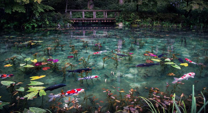 Cách đây 4 năm, những hình ảnh về ao nước trong vắt, đàn cá chép Koi sặc sỡ đủ màu bơi lội tung tăng giữa hàng chục bông súng nở rộ đẹp như một bức tranh đã lập tức gây được sự chú ý lớn trên mạng xã hội.