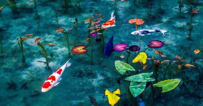 Một điều thú vị khác về ao Monet. Nó sẽ mang những vẻ đẹp khác nhau tùy từng mùa.