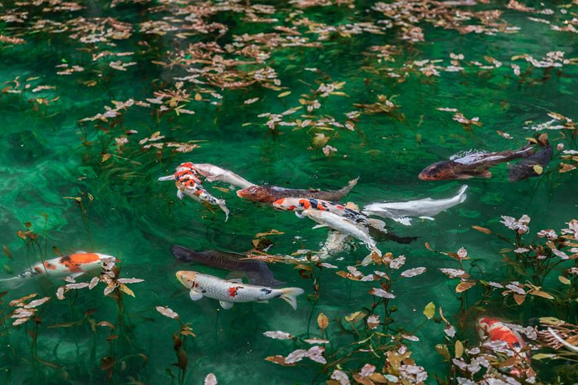 Cùng với sự giúp đỡ từ hội đồng khu phố, người này mang hoa súng về trồng khắp ao. Đến khi hồ nước trong, sạch trở lại, người dân bắt đầu mang cá chép Koi tới thả.