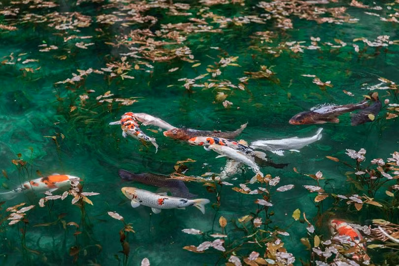 Cùng với sự giúp đỡ từ hội đồng khu phố, người này mang hoa súng về trồng khắp ao. Đến khi hồ nước trong, sạch trở lại, người dân bắt đầu mang cá chép Koi tới thả.