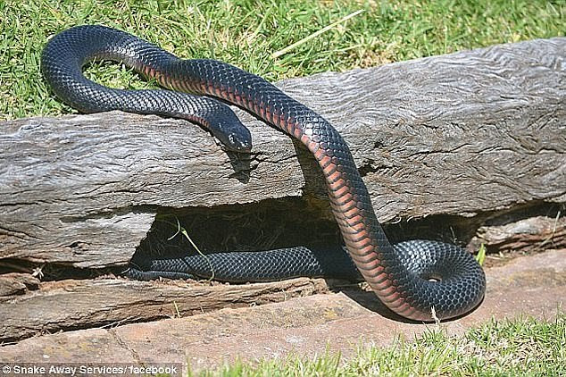 That kinh ran den bung do lon bat thuong-Hinh-3