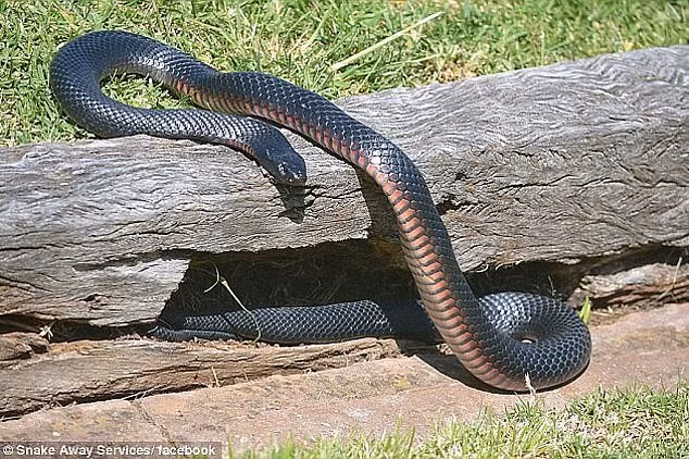 That kinh ran den bung do lon bat thuong-Hinh-3