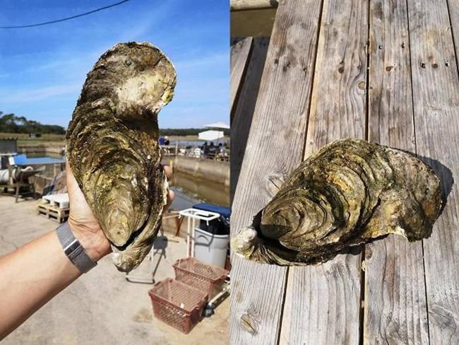 Cách đây không lâu, Mathieu Naslin, làm việc tại trang trại nuôi hàu ở Pháp đã bắt được một con hàu dài 25cm, nặng 1,44kg.