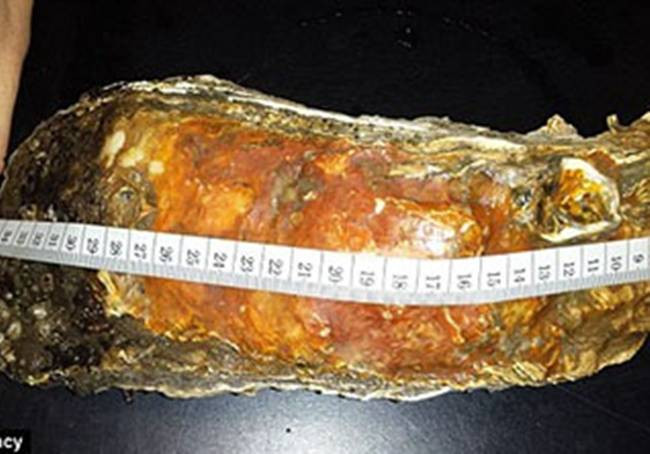 Lúc được phát hiện, nó có chiều dài 35,5cm, bề ngang 10cm.