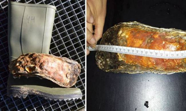 Hồi năm 2014, một con hàu dài nhất thế giới được tìm thấy ở vườn quốc gia biển Wadden, ngoài khơi bờ biển Đan Mạch.