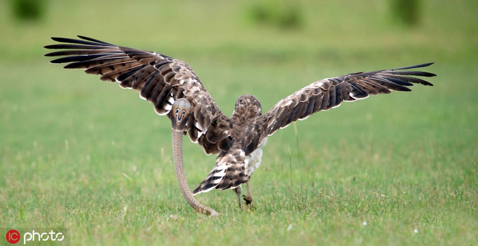 Karthik cũng chia sẻ thêm, hôm đó vị trí đứng của anh không tốt. Thế nhưng anh tìm mọi cách khắc phục hạn chế, ghi lại được những hình ảnh đặc sắc này.