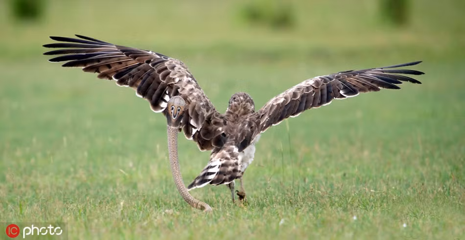 Karthik cũng chia sẻ thêm, hôm đó vị trí đứng của anh không tốt. Thế nhưng anh tìm mọi cách khắc phục hạn chế, ghi lại được những hình ảnh đặc sắc này.