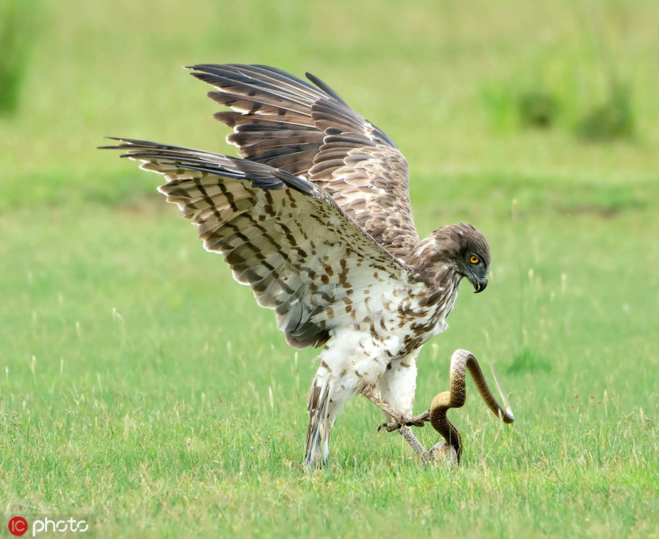 Theo nhiếp ảnh gia, cuộc chiến giữa đại bàng và rắn hổ mang chúa kéo dài suốt 30 phút. Đây chính là cảnh tượng mà anh mơ ước được chứng kiến và ghi lại.