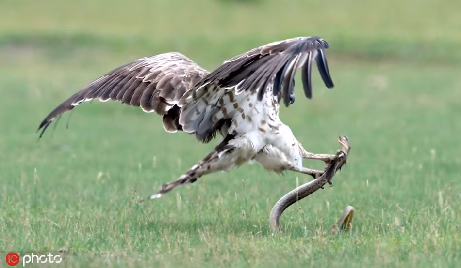 Cuối cùng, sau 30 phút kịch chiến không khoan nhượng, do chênh lệch về thiên phú, kích thước và sức lực, rắn hổ mang chúa bại trận, trở thành bữa trưa ngon miệng cho đại bàng.