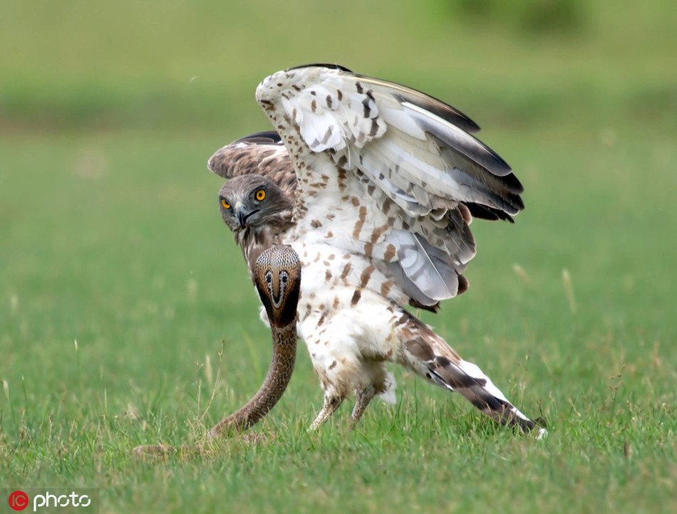 Karthik Ramamurthy cho biết, trong suốt 8 năm, anh đã chụp rất nhiều hình ảnh về những kẻ săn mồi tự nhiên trong khu vực, thế nhưng anh vẫn sững sỡ khi được chứng kiến trận chiến đỉnh cao này.