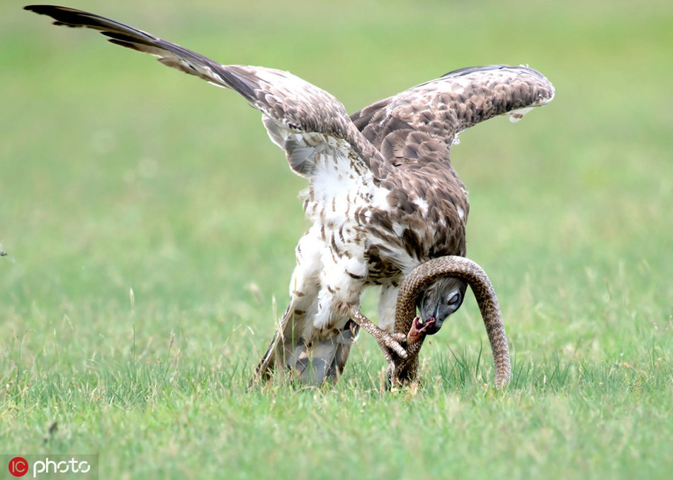 Theo nhiếp ảnh gia Karthik Ramamurthy, con rắn hổ mang chúa đang nhẹ nhàng trườn trên bãi cỏ để tìm mồi thì bị chim đại bàng lượn trên trời cao phát hiện.