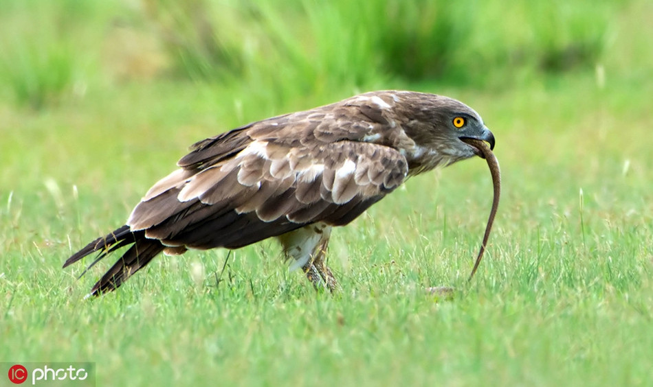 Dự định sẽ săn giết rắn hổ mang làm bữa trưa, đại bàng sà luôn xuống bãi cỏ, công khai đuổi giết con rắn.