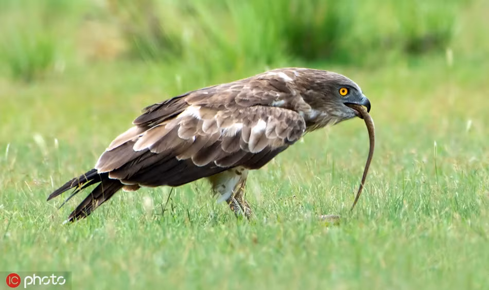 Dự định sẽ săn giết rắn hổ mang làm bữa trưa, đại bàng sà luôn xuống bãi cỏ, công khai đuổi giết con rắn.