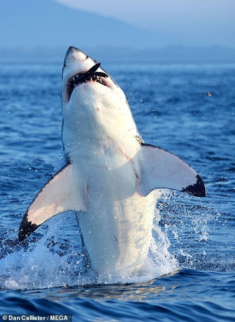 Thật đáng kinh ngạc, suốt cả năm nay, mọi người không phát hiện bất cứ hoạt động nào của cá mập trắng lớn trong vùng biển này.