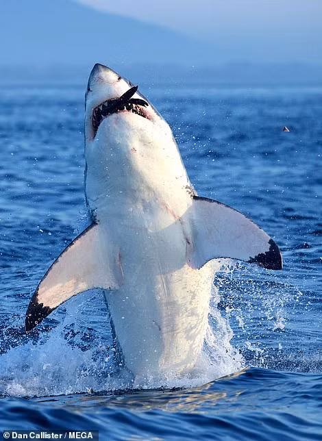 Thật đáng kinh ngạc, suốt cả năm nay, mọi người không phát hiện bất cứ hoạt động nào của cá mập trắng lớn trong vùng biển này.