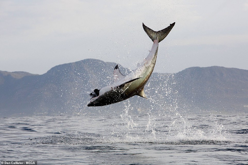 Các nhà khoa học đã tìm thấy bằng chứng về việc cá voi sát thủ giết chết cá mập trắng lớn trong vùng biển này.