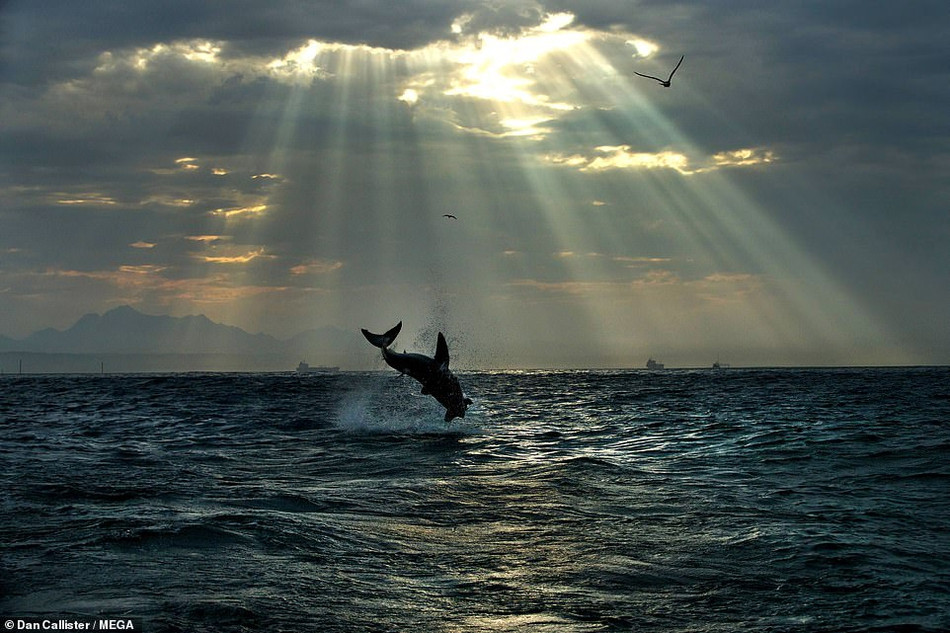 Giờ đây, cá mập trắng lớn lại bị cá voi sát thủ săn giết lại, số phận của chúng cũng tương tự như hải cẩu.