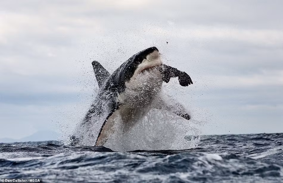 Theo các nhà khoa học, loài cá mập trắng lớn, từng làm bá chủ vùng biển ở Cape Town, giờ đã hoàn toàn sợ hãi và phải thoái ẩn toàn bộ khi những con cá voi sát thủ xuất hiện.