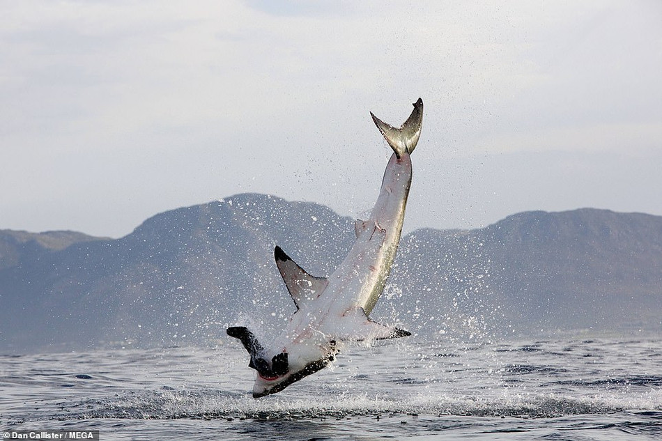 Người ta cũng xác nhận rằng, cá voi sát thủ dùng răng để xé toạc vây bụng của cá mập trắng lớn và ăn tươi nuốt sống phần gan của những con cá mập.