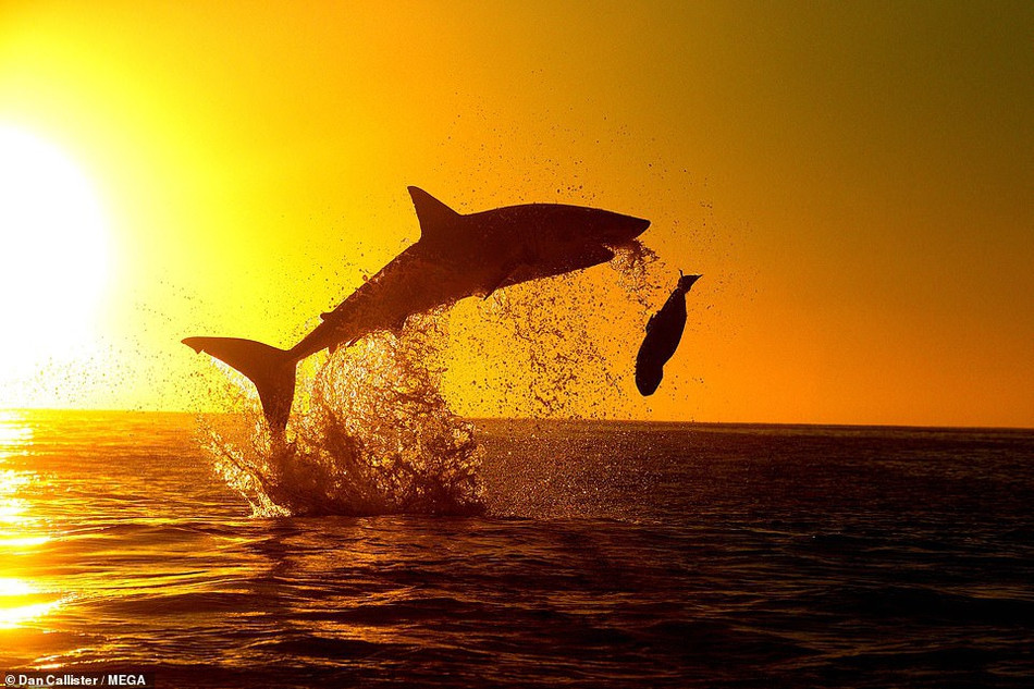 Một trong những khoảnh khắc tuyệt đẹp khi cá mập trắng lớn săn hải cẩu dưới ánh hoàng hôn.