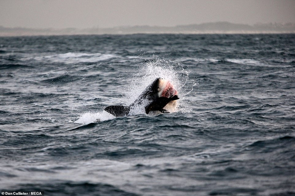 Vốn dĩ là kẻ săn mồi, đến khi đụng độ, cá mập trắng lớn lại trở thành con mồi của cá voi sát thủ.