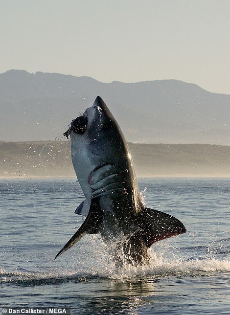 Theo các dấu hiệu, nếu muốn nhìn thấy những con cá mập trắng lớn, du khách phải đi dọc theo bờ biển đến Gansbaai.