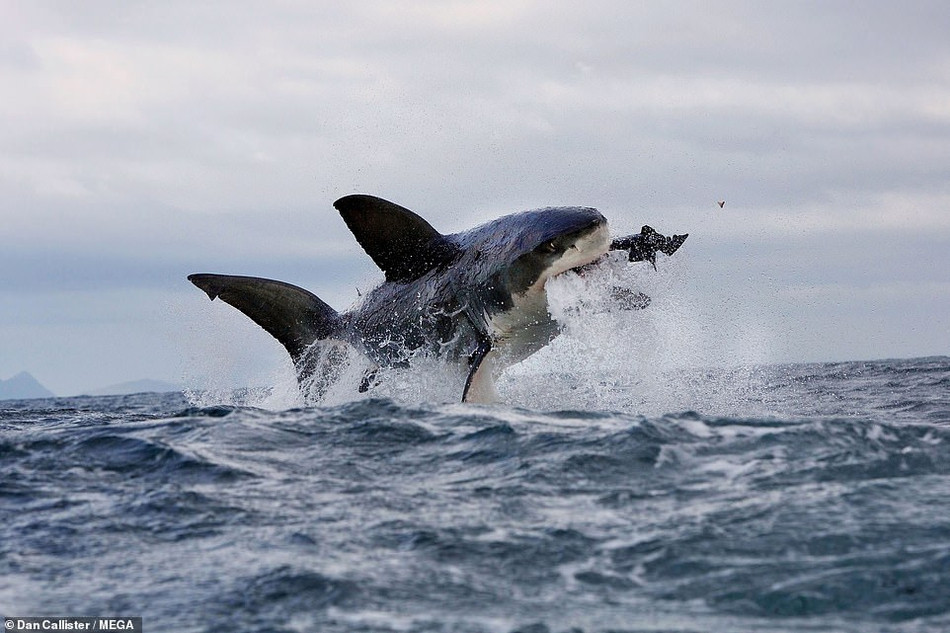 Nguyên nhân khiến những con cá mập trắng lớn mất tích bí ẩn được cho là vì những con cá voi sát thủ.