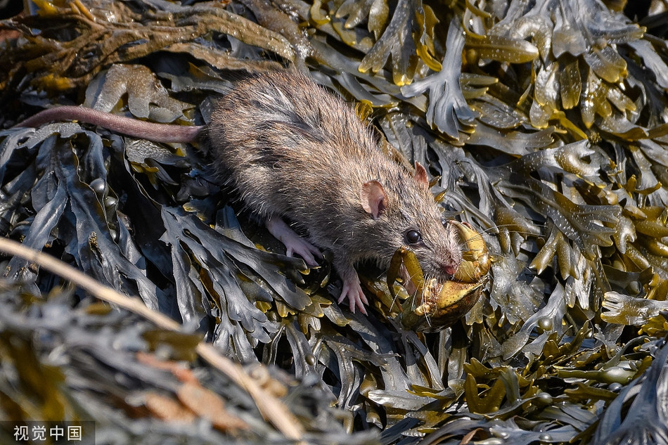 Doc dao chuot nho chui hang san cua cai thien bua an-Hinh-2