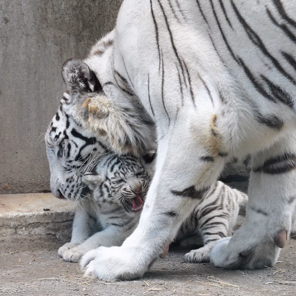 Thich thu ho trang sieu tinh nghich, bi me day do nen than-Hinh-2