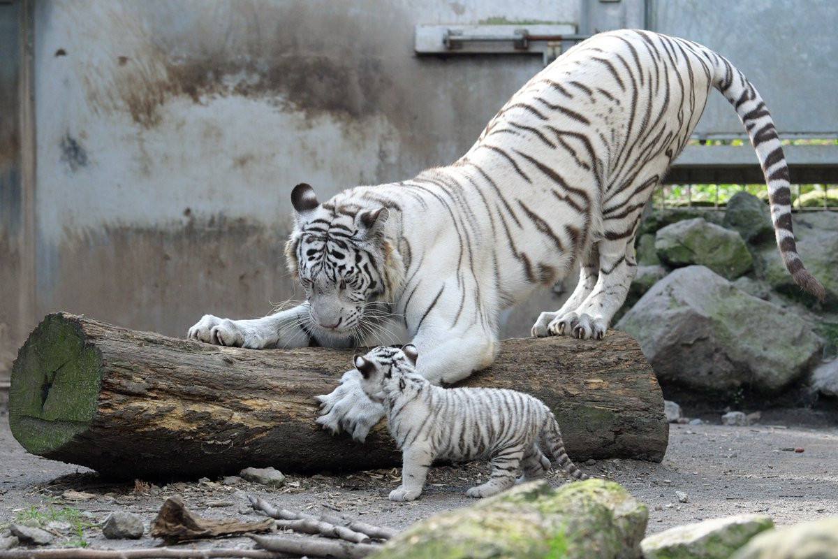 Thich thu ho trang sieu tinh nghich, bi me day do nen than-Hinh-5