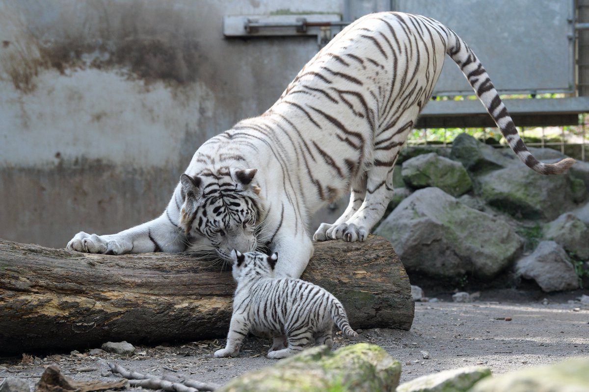 Thich thu ho trang sieu tinh nghich, bi me day do nen than-Hinh-4