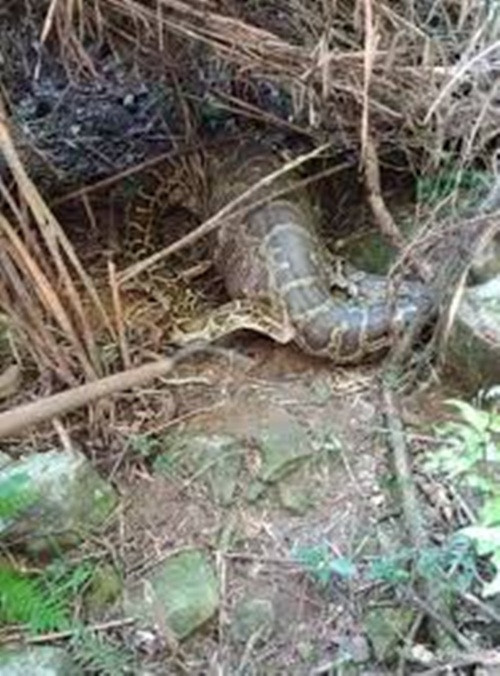 San de cua nong dan, tran khong lo gap ket dang