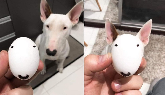 Khi người chủ của chú chó này là một nghệ sĩ.