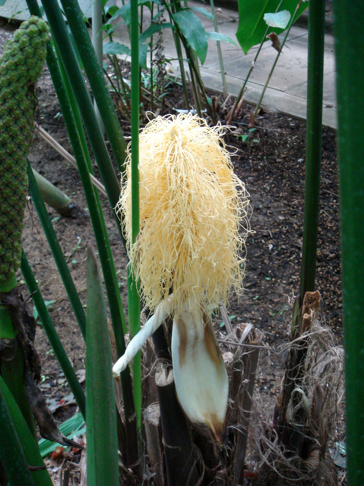 Đến khi hoa nở, các sợ bung ra, trông chẳng khác nào mỳ tôm đã được đổ nước sôi, rất đặc sắc, thú vị.