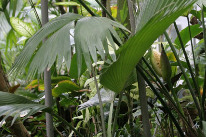 Mới nhìn, nhiều người sẽ vô cùng kinh ngạc bởi hình dạng của loài hoa toquilla. Tuy vậy, hoa của cây lại không có tác dụng nhiều.