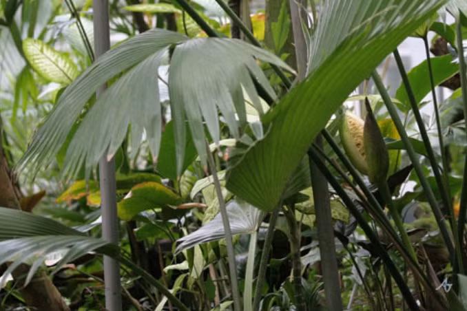 Mới nhìn, nhiều người sẽ vô cùng kinh ngạc bởi hình dạng của loài hoa toquilla. Tuy vậy, hoa của cây lại không có tác dụng nhiều.